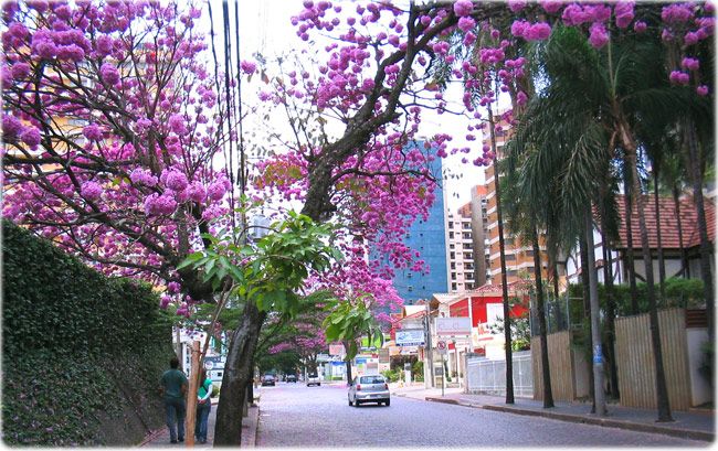 Conheça o bairro Cambuí em Campinas