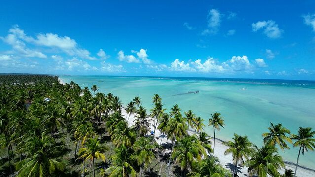 Praia paradisíaca de Alagoas com areia branca, águas cristalinas esverdeadas, coqueiros e céu ensolarado 
