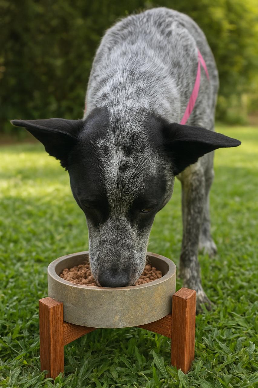 Cachorro daschund caramelo comendo alimentação natural da Natua Pet em tigela ao lado de cardápio organizado 