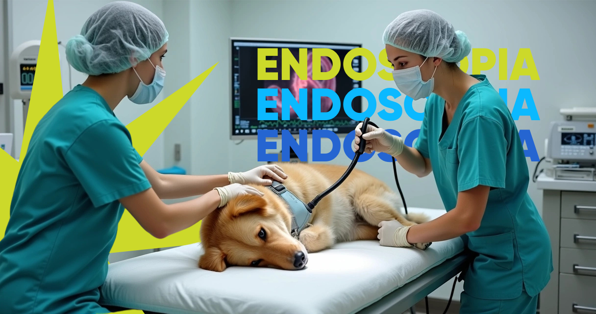 Cachorro deitado em mesa de exame veterinário pronto para endoscopia com equipe preparando aparelho endoscópico 