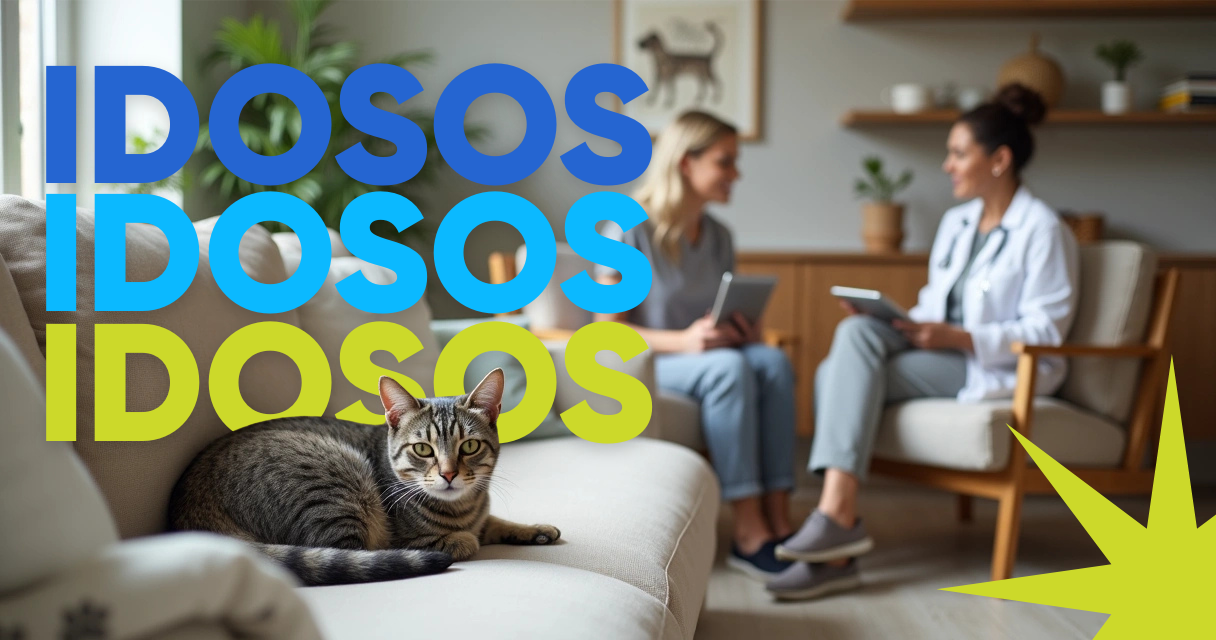 Gato idoso descansando em sofá enquanto tutora conversa com veterinária 